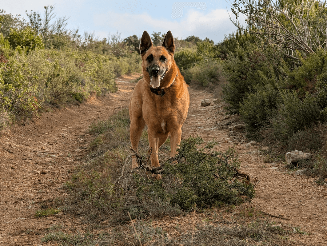 mon annee sportive 2025 11