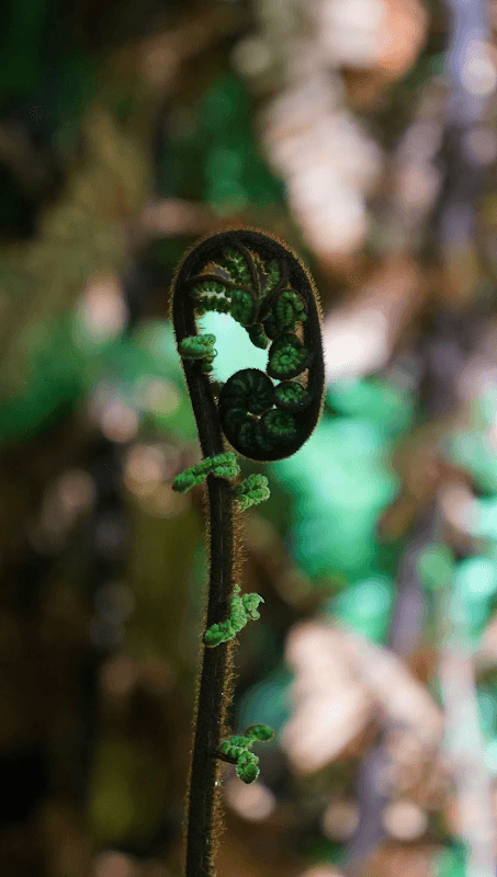 mon voyage en nouvelle zelande 80