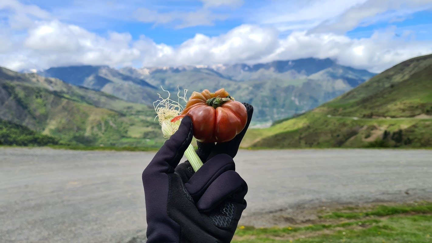 tomate col de val louron azet